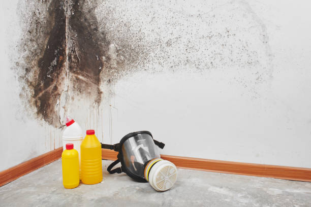 Best Residential Mold Removal  in Marion, WI