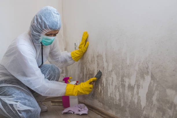 Best Mold Removal Company Near Me  in Marion, WI