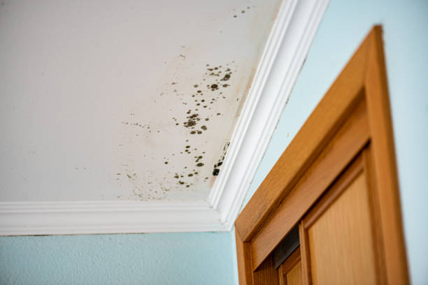 Best Professional Mold Removal  in Marion, WI
