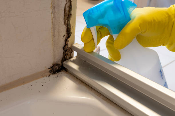Home Mold Removal in Marion, WI