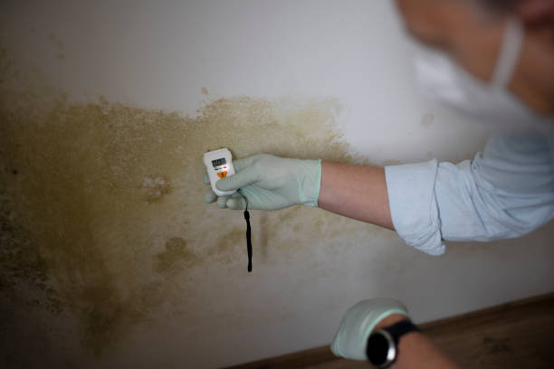 Mold Removal and Inspection in Marion, WI