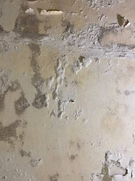 Best Attic Mold Removal  in Marion, WI