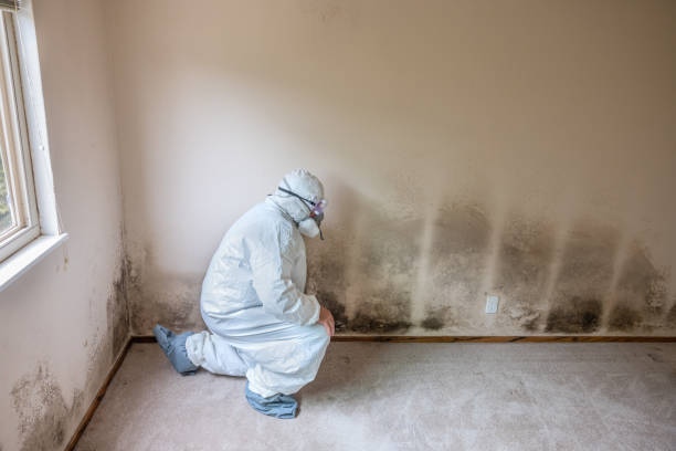 Trusted Marion, WI Mold Removal Experts