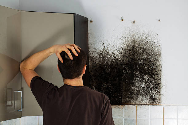  Marion, WI Mold Removal Pros