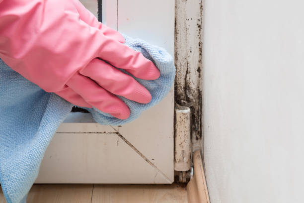 Best Mold Damage Repair  in Marion, WI